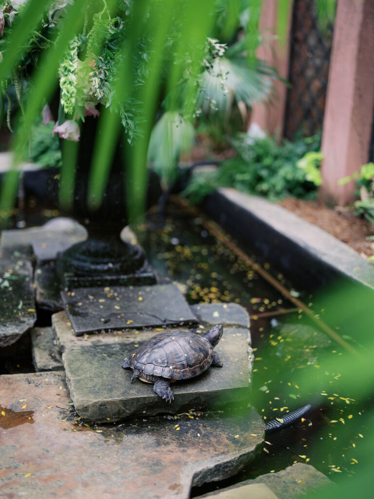 Turtles in Brennan's fountain